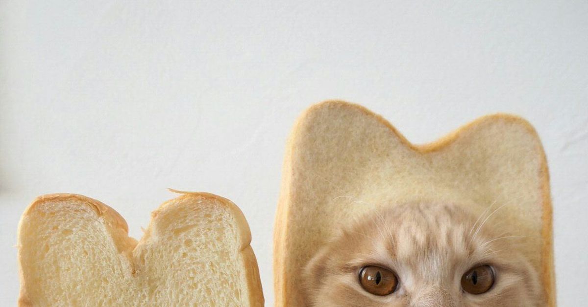Можно котам хлеб