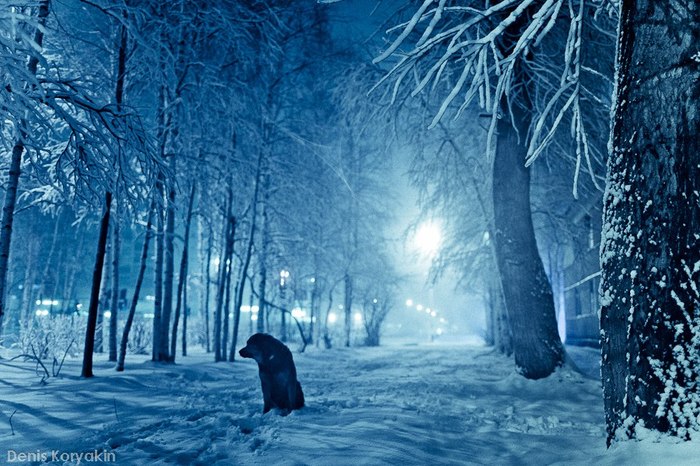 An evening walk - Winter, Dog, Snow, Evening, The photo