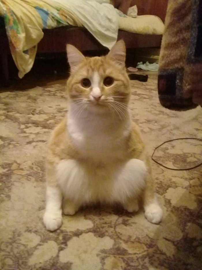 Favorite position of our cat :D and what is yours? - My, cat, Joke, Photo hitch, Funny, Funny photo, Catomafia, Humor, The photo