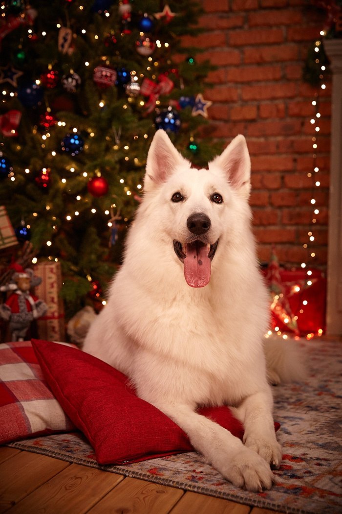 The holiday comes to us :) - My, Dog, White swiss shepherd, New Year, The photo