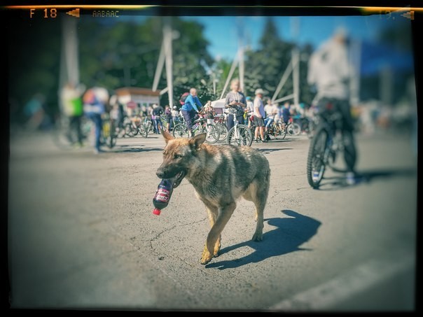 Мои фотографии с велопрогулок  Велопробег 2017 (Велодень)   Велопарад64 - Моё, Саратов, Город Энгельс, Велосипед, 2017, Велопарад, Nik Collection, Honor 6x, Фото на тапок, Длиннопост