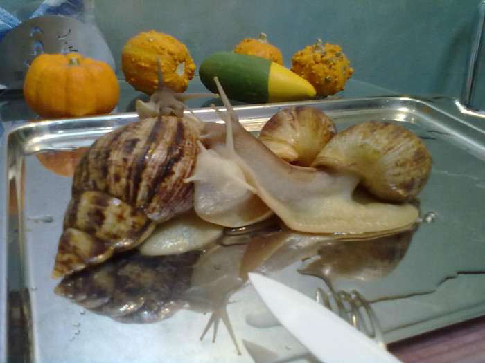 Breakfast of the aristocrat. - My, Pet, Achatina, Pets