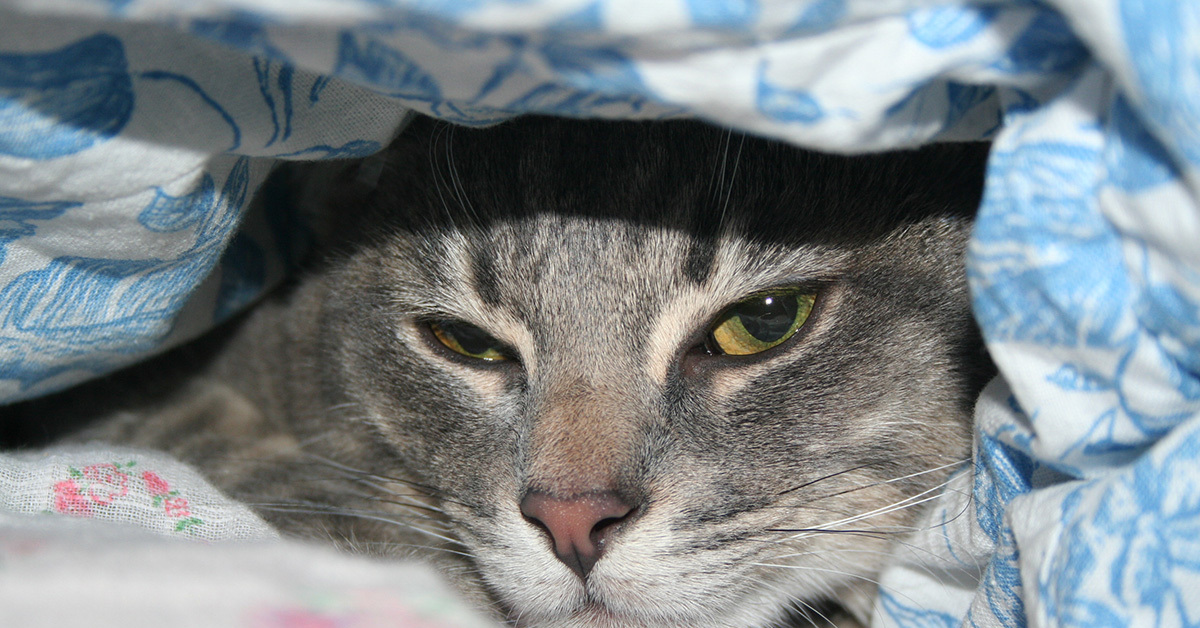 Страдающий кот. Кот под одеялом. Котик заболел. Кошка приболела.