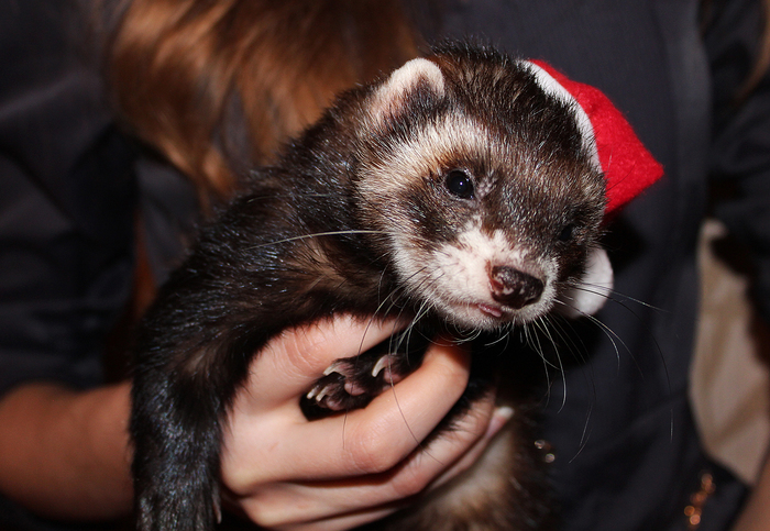 New Year's ferret to your feed =^_^= - Milota, Cunyi, New Year, Animals, Ferret, My
