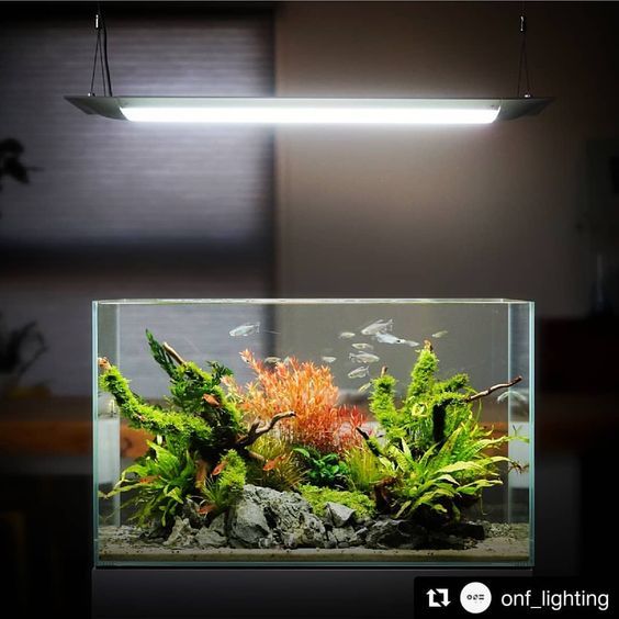 Симпатичный мини аквариум