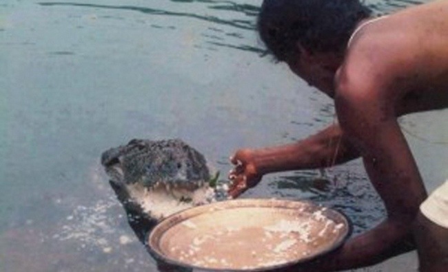 Photo: Vegetarian crocodile from an Indian temple - Society, India, Crocodile, Vegetarianism, Rice, Tjournal, Crocodiles