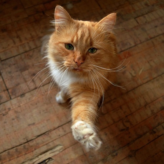 A couple of students from Serpukhov found a crippled cat on the road, and then - 7 months of struggle for life ... - cat, The rescue, Images, Kindness, Longpost, Animal Rescue