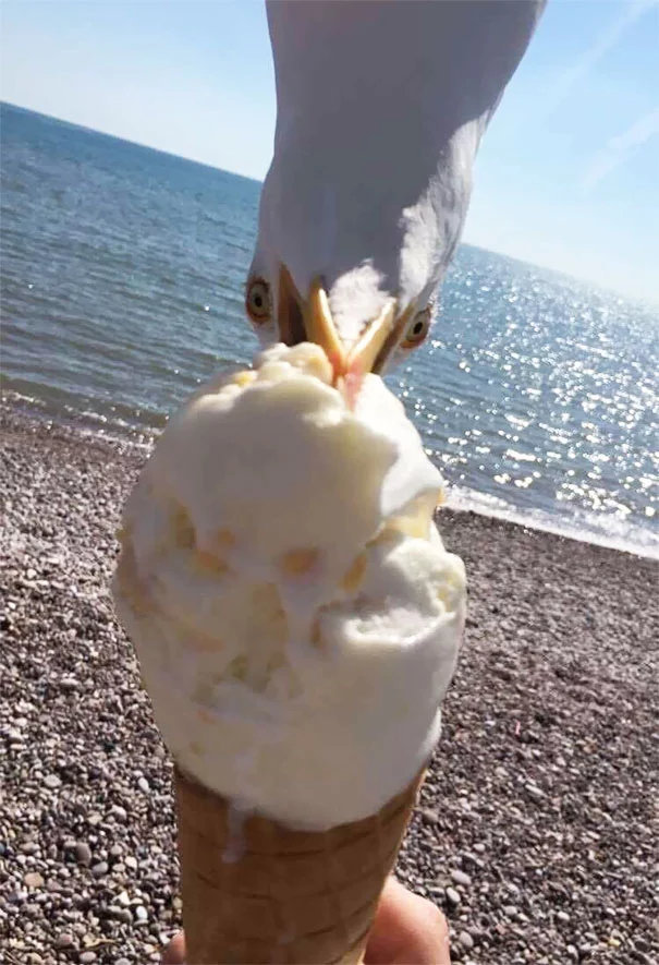 Oh ice cream) - Seagulls, Impudent muzzle, Sea, Impudence