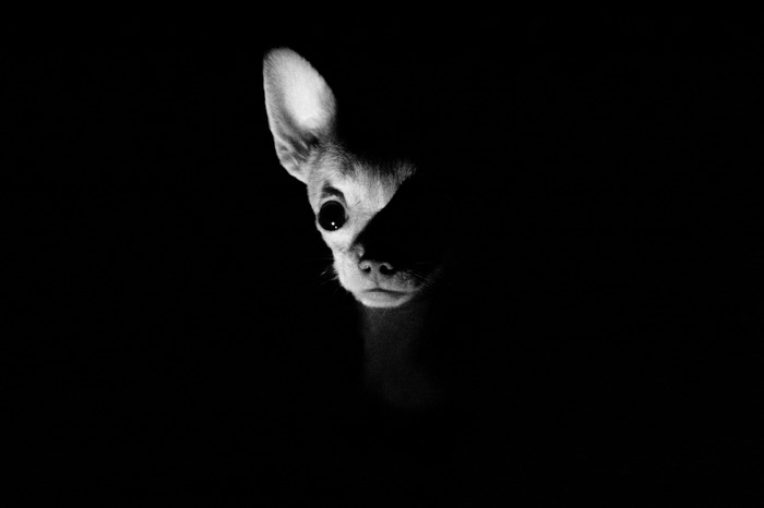 Tofu Marseille. - My, Chihuahua, Crumbs, Dog, Horror, Horror