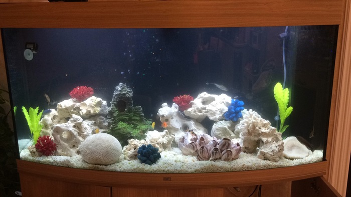 Aquarium 250 liters - My, Aquarium, The photo