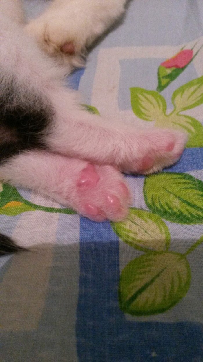 Немножко лапок вам в ленту