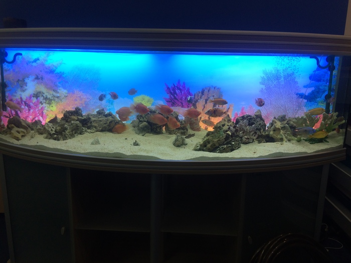 Cichlid 600 liters - My, Aquarium, The photo