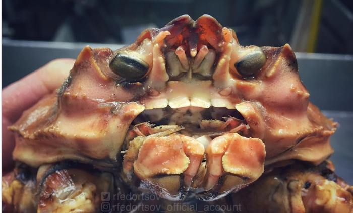 Фантастические твари: продолжение подборки снимков странных рыб из инстаграма мурманского моряка глубоководные, не мое, длиннопост, tjournal