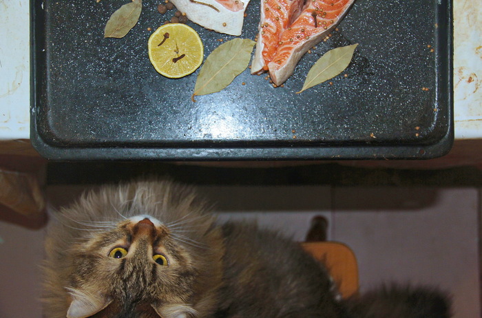 The chef controls the preparation - cat, My, Impudence, Salmon, Impudent muzzle, Cooking