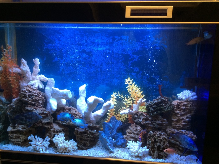 Aquarium 500 liters - My, Aquarium, The photo