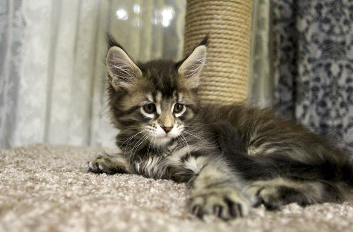 Watching kittens. - Maine Coon, My, cat, Mc-Royal, 