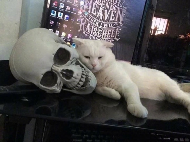 And he suits - cat, Scull