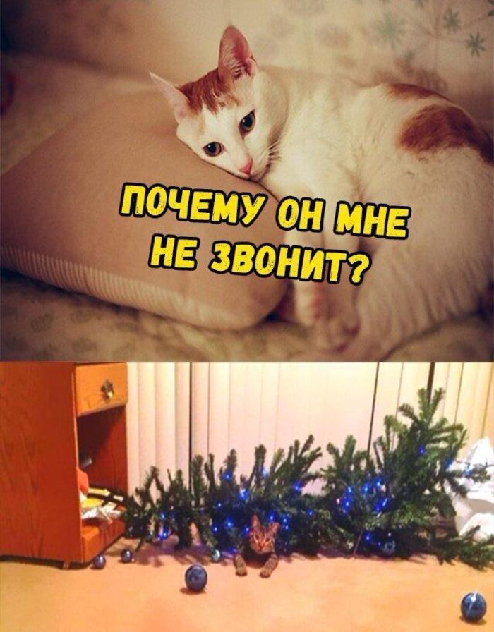 Жизнь - боль - Любовь, Кот, Новый Год