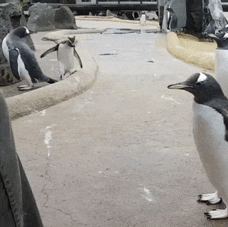 When the long-awaited Friday before the new year has finally arrived... - Humor, GIF, Animals