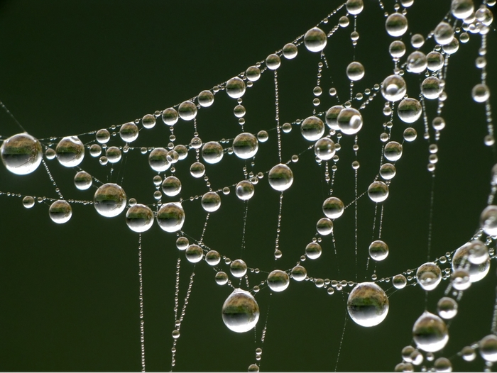 Fairy lights… - The photo, Garland, Web, Dew