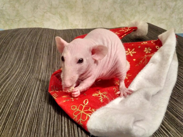 New Year's cute)) - My, Rat, Sphinx, Pets, Milota, New Year