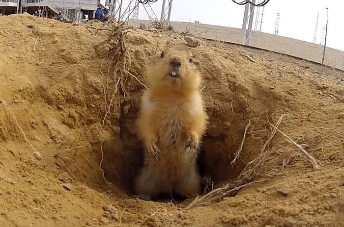 Responsible employee of Roskomos (aka Gopher at the start) - Baikonur, Roscosmos, Gopher, Start, Video