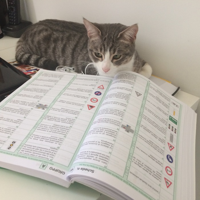 The cat learns traffic rules - cat, My, Studies, Catomafia