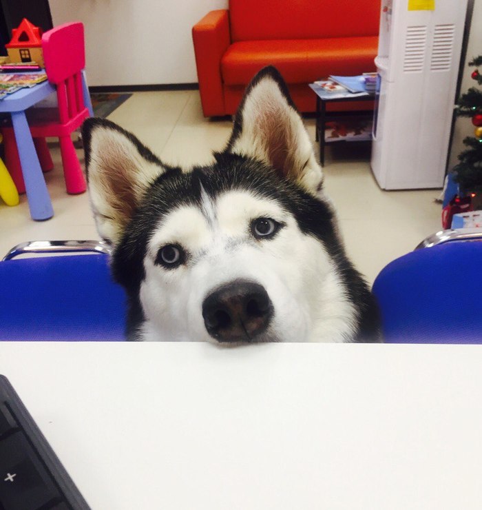 Do you eat there at work? - My, Dog, Work, Hunger