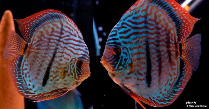 Четкие диски