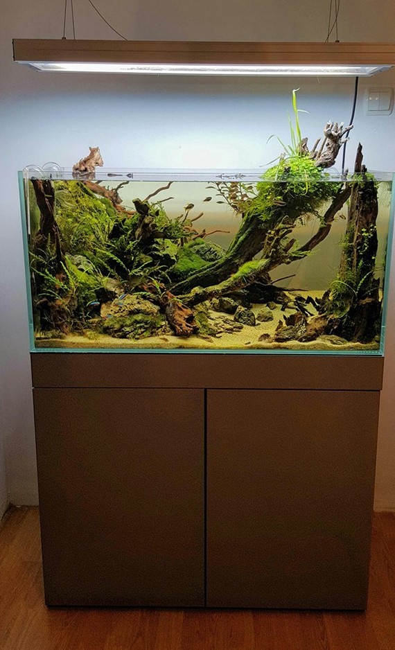 Aqua design by Adam Golik - Aquascape, Aquarium