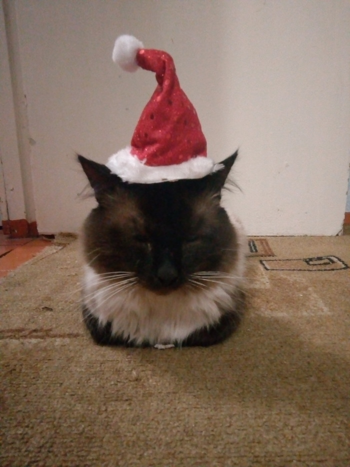 New year cat - My, cat, New Year, New Year's hat, Cap