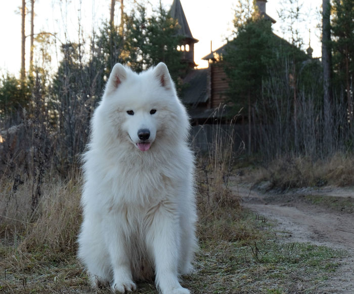 Walk in Pereslavl-Zalessky - My, Dog, Samoyed, The photo, Nature