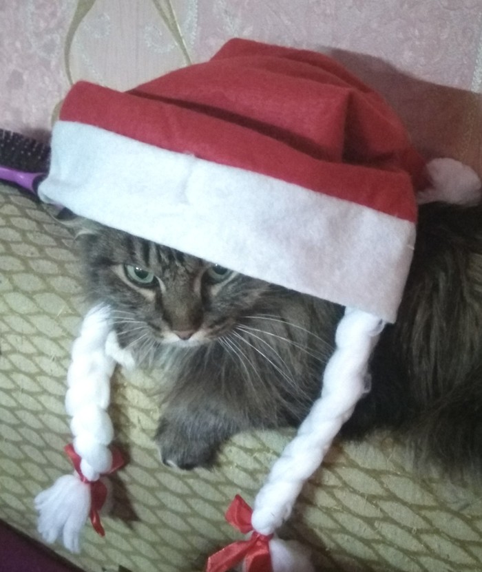 New Year's cat) - cat, New Year