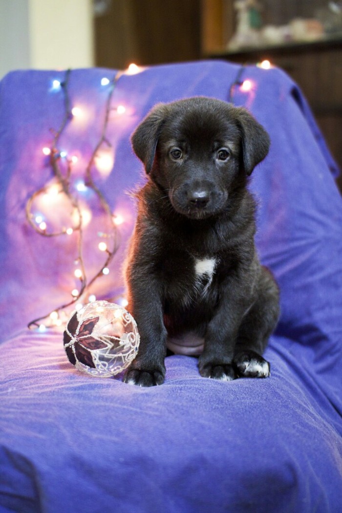 Happy New Year of the Dog everyone!!! - New Year, Puppies, Dog, Garland, 