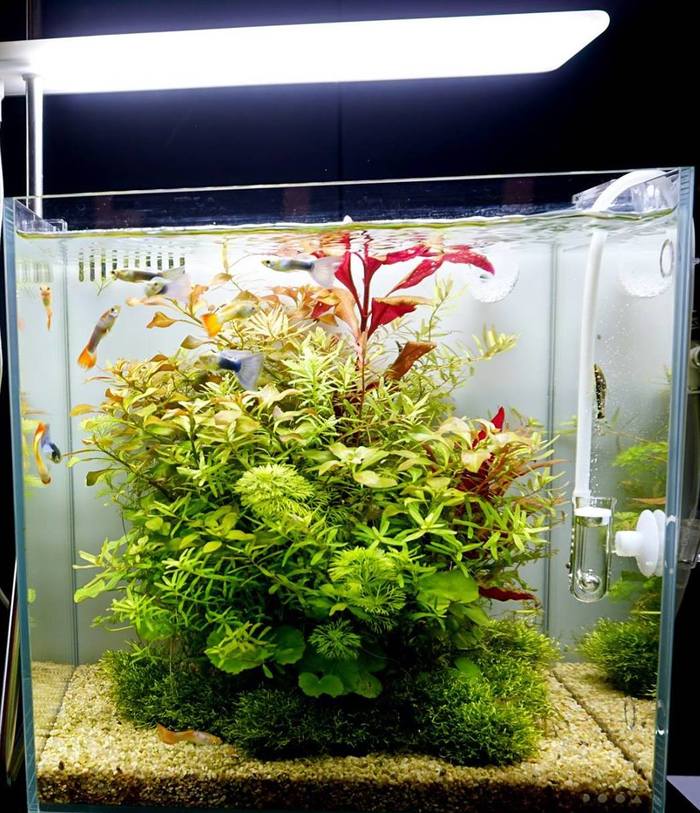 Приятный нано аквариум с центральной композицией "Остров"