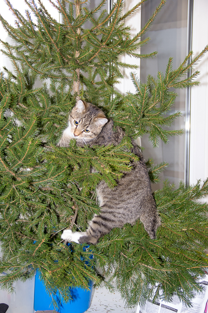 Christmas tree decoration - My, cat, New Year, Christmas trees, 