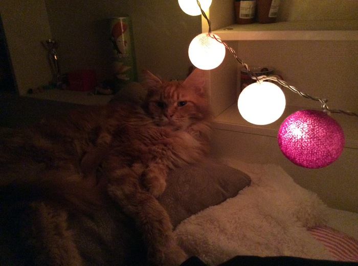 holiday cat - My, cat, New Year, Maine Coon