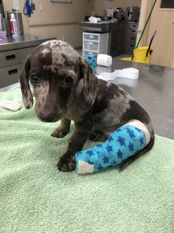 Reproach. - Puppies, Fracture, Veterinary, Sight, Dog