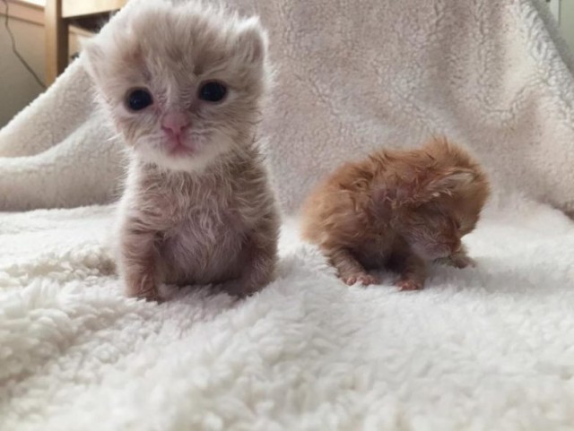 Rescue of saffron milk caps - cat, Longpost, The photo