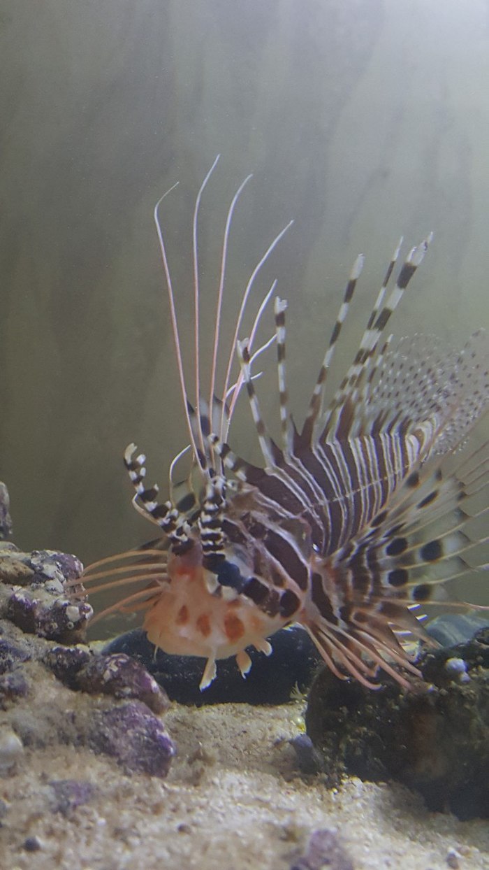 Ядовитая Lion fish в домашнем аквариуме