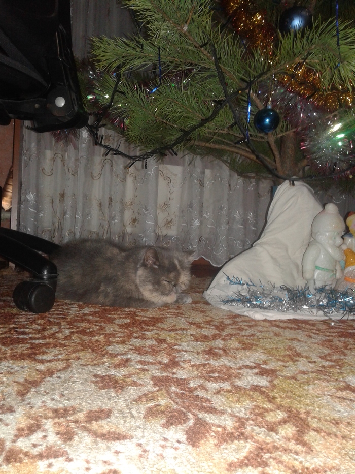 Asya is waiting for Santa Claus - My, , , New Year, cat, 2018