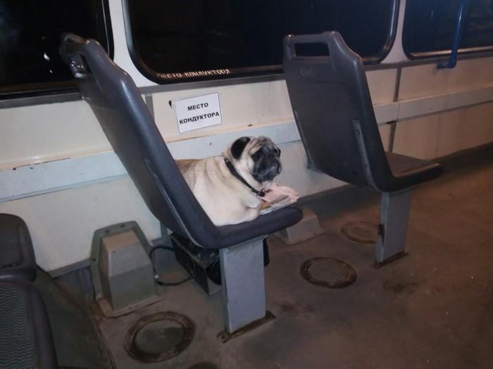 Bus conductor. Happy New Year! - My, Dog, Bus, New Year