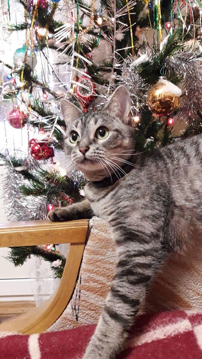 Котеек много не бывает :3