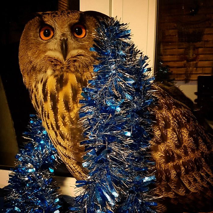 Happy New Year from stubborn zoologists from under the Christmas tree. - My, Owl, Owl, Spruce, Yoll, New Year, cat, Video, Longpost