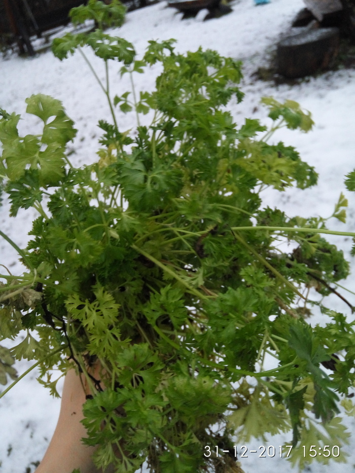 Moscow region. Your own parsley from the greenhouse for the New Year's table !!! - My, Global warming, Winter, Longpost