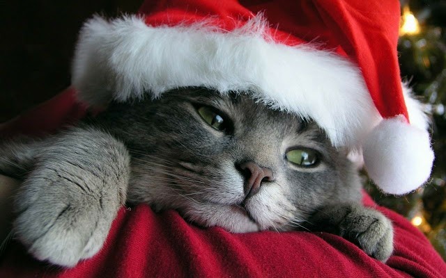 Happy cat! - cat, Longpost, Images, New Year, Christmas, Holidays