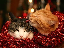 Happy cat! - cat, Longpost, Images, New Year, Christmas, Holidays