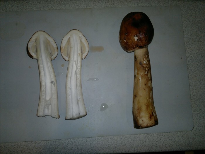 What are these mushrooms called? - My, Mushrooms, Definition, Identification