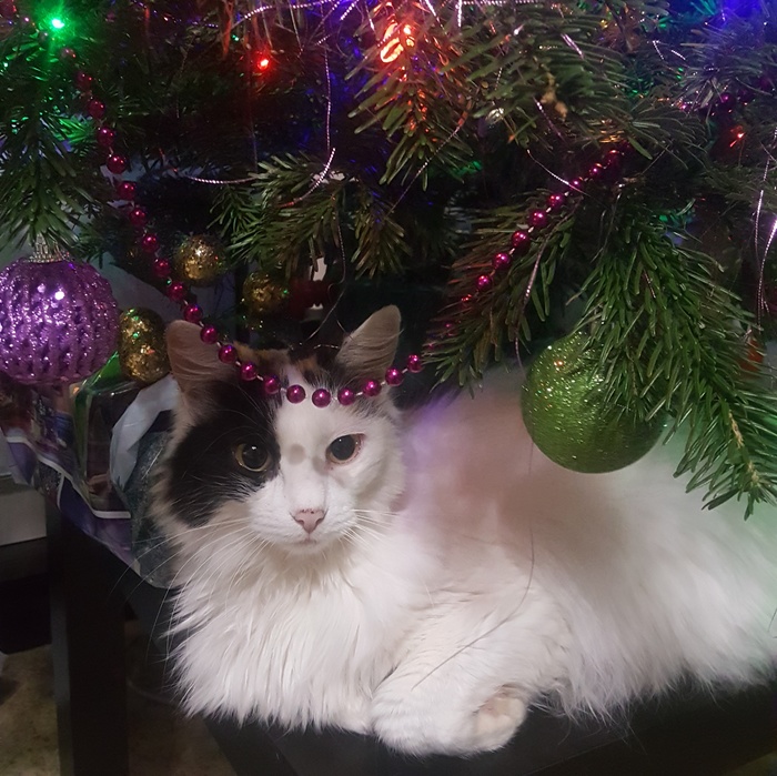 My best gift is you - Congratulation, , cat, Christmas trees