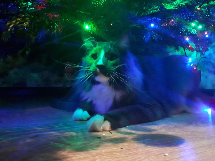 Holiday greetings! - cat, Christmas trees, Happiness, New Year